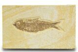 Detailed Fossil Fish (Knightia) - Wyoming #329559-1